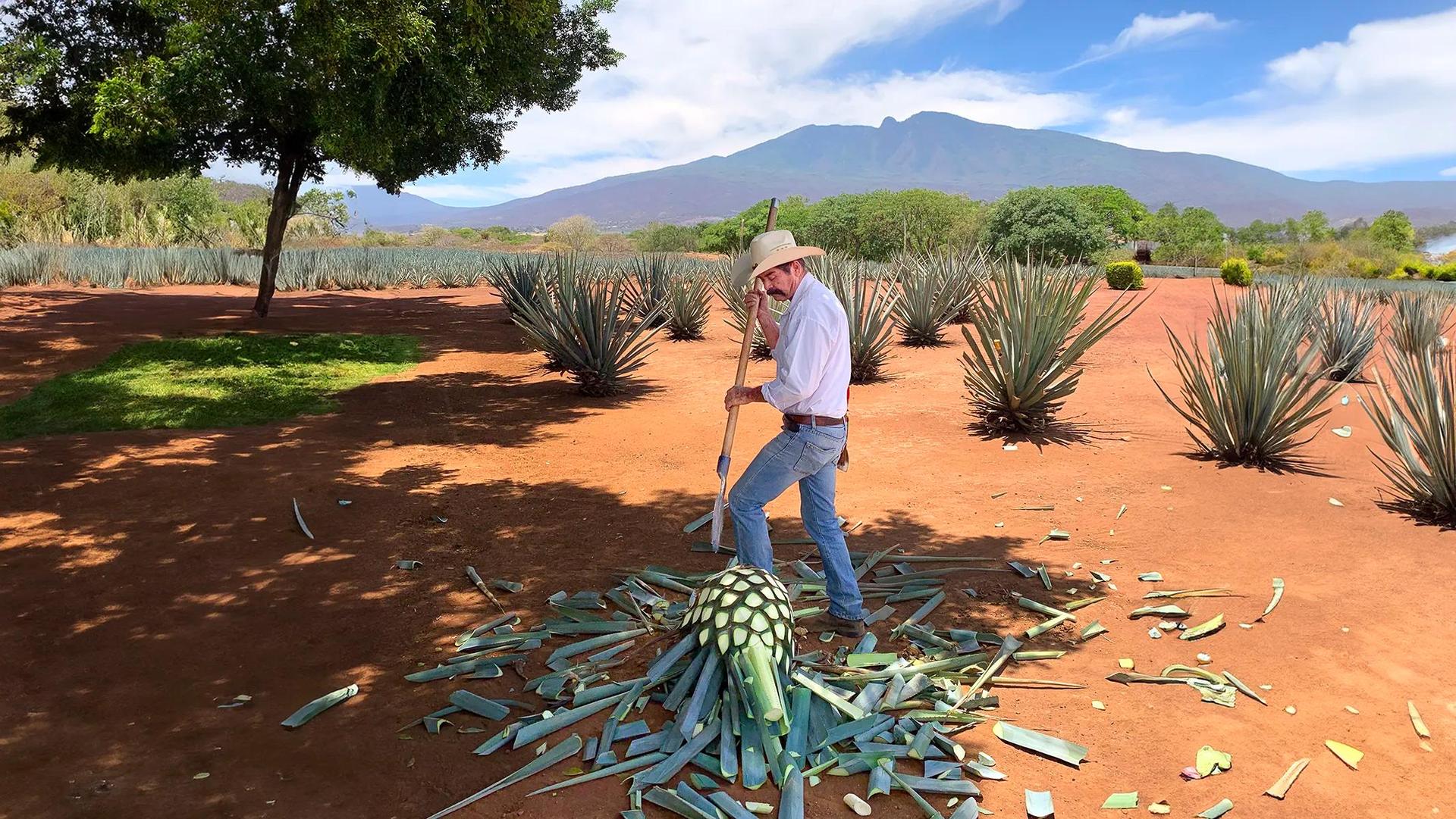 Tour Privado a Tequila y Hacienda José Cuervo