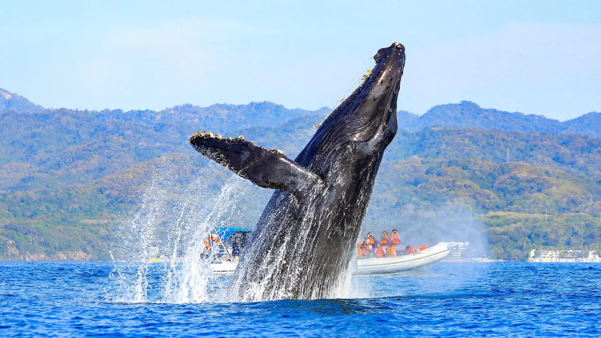 Whale Watching Photo Safari